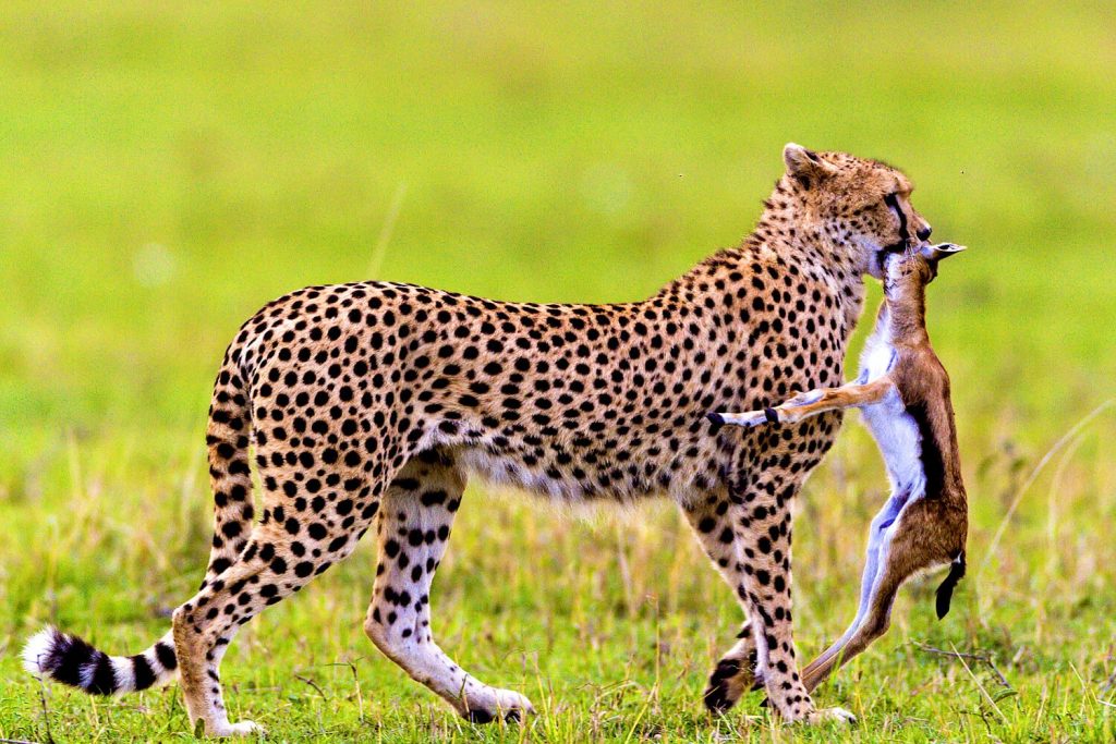 rapidclick gepard