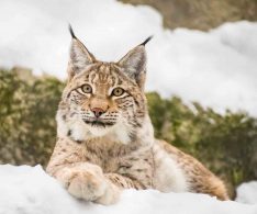 Luchs Steckbrief 10 Fakten Uber Luchse Mit Vielen Bildern